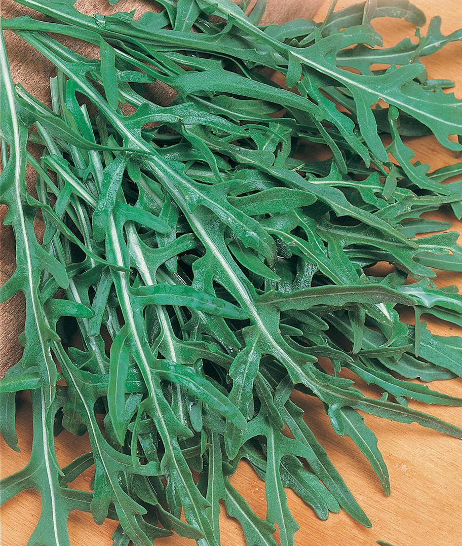 A - RUCOLA SELVATICA A FOGLIA FRASTAGLIATA NR.2000 SEMI