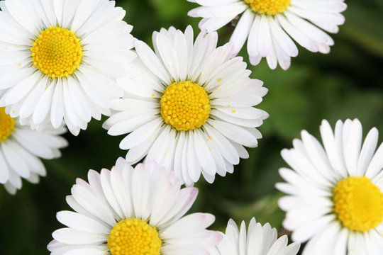 BELLIS SEMPLICE DEI PRATI BIANCA NR.500 SEMI - PRATOLINA