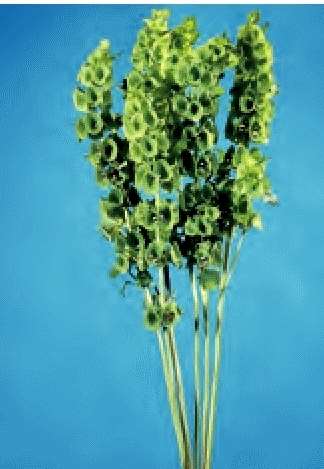 MOLUCELLA LAEVIS GR.25 - Foto 2