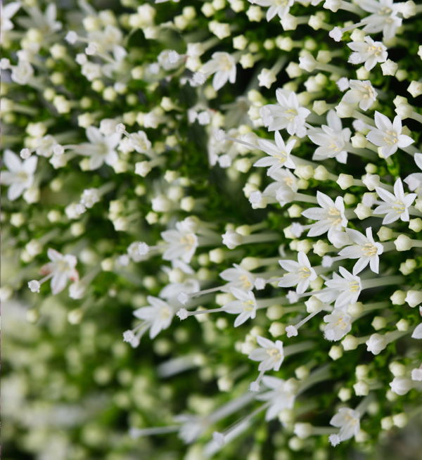 TRACHELIUM SUPREME PRECOCE BIANCO NR.1000 SEMI - Foto 2