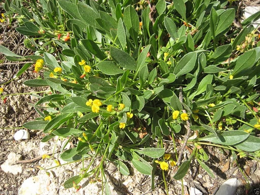 SCORPIURUS MURICATUS PRICKLY CATERPILLAR NR.50 SEMI