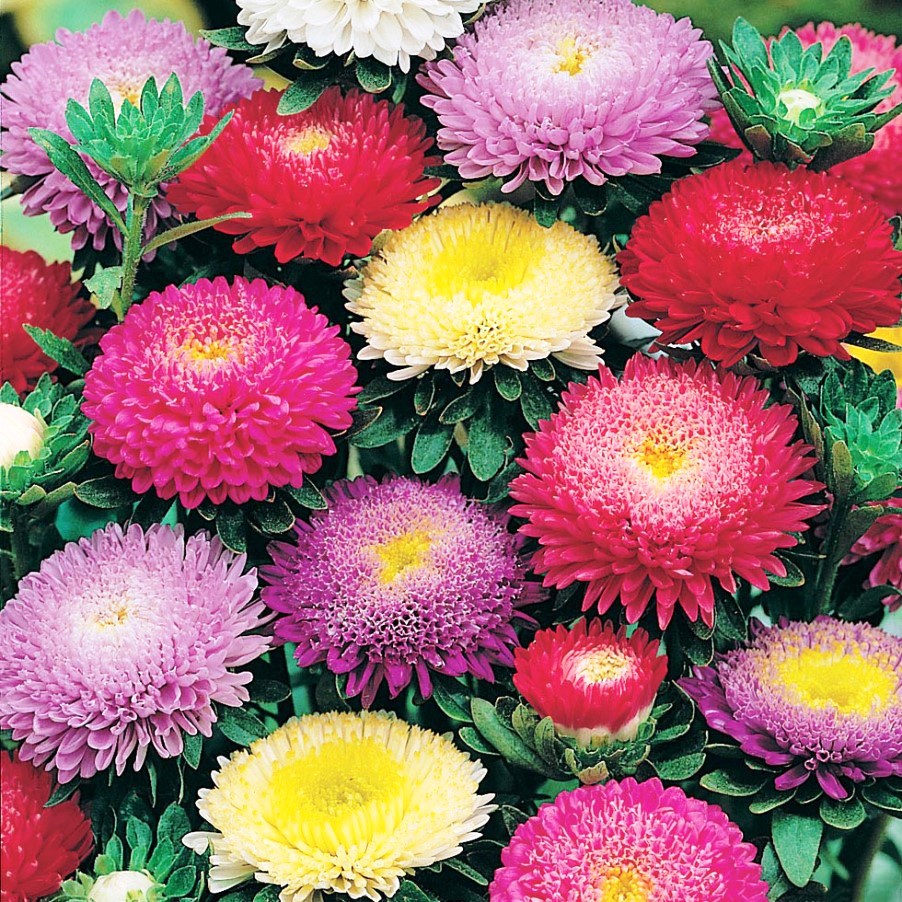 ASTER SUPER PRINCIPESSA MISCUGLIO NR.300 - Foto 3