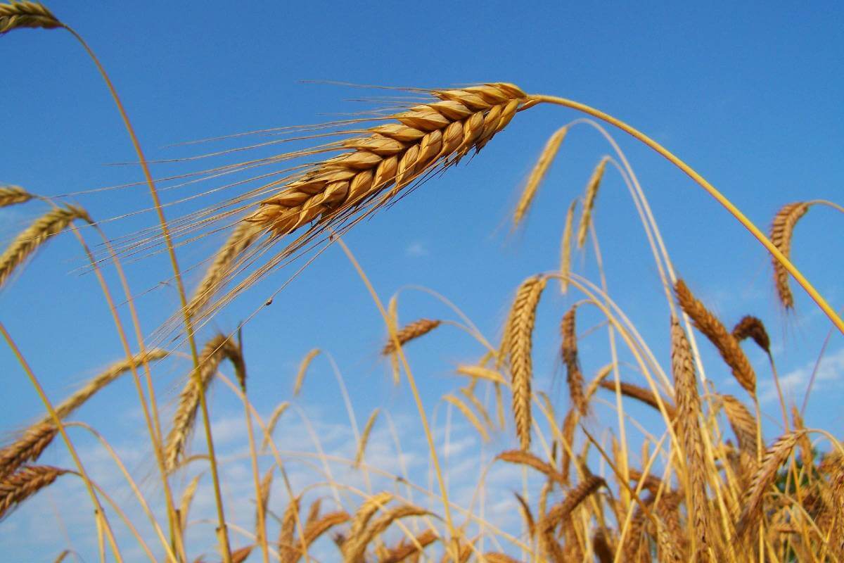 SEGALE 1 BUSTA - Foto 2