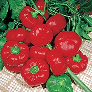 PEPERONE TOPEPO NR.100 SEMI