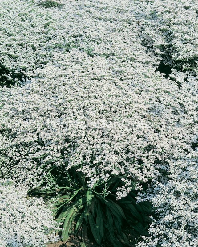 STATICE TATARICA BIANCO NR.50 SEMI