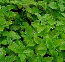 MELISSA GR.10 - Foto 2