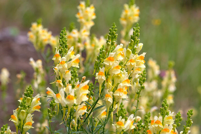 LINARIA GIALLO ARANCIO NR.50 SEMI