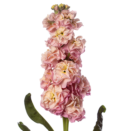 VIOLACCIOCCA STOX CHAMPAGNE NR.1000 SEMI - Foto 2