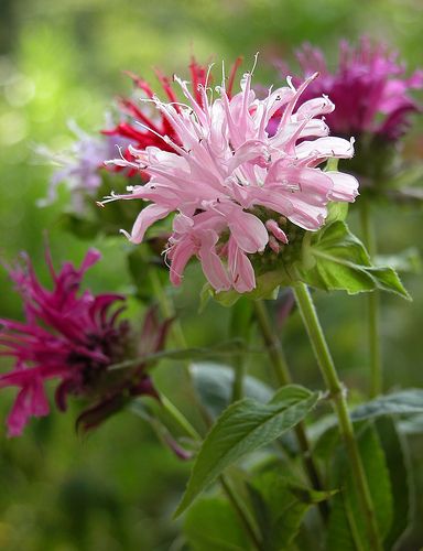 MONARDA DIDYMA MISCUGLIO GR.1 - Foto 3