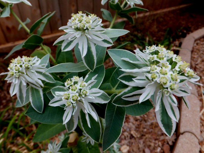 EUPHORBIA VARIEGATA NEVE SULLA MONTAGNA NR.50 SEMI - Foto 2