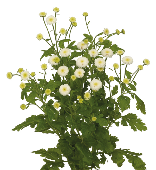 TANACETO LIMA NR.1000 SEMI - Foto 2