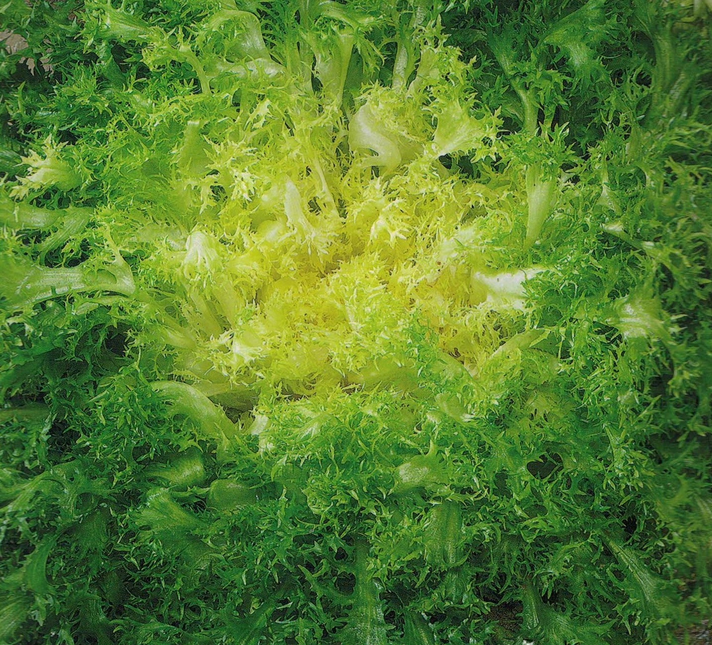 INDIVIA RICCIA VALLONA NR.300 SEMI