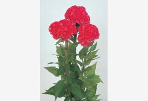 CELOSIA CRESTATA A PUGNO ROSA NR.1000 SEMI - Foto 2