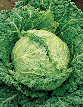 CAVOLO VERZA SAVONARCH F.1 HYBRD. 10.000 SEMI