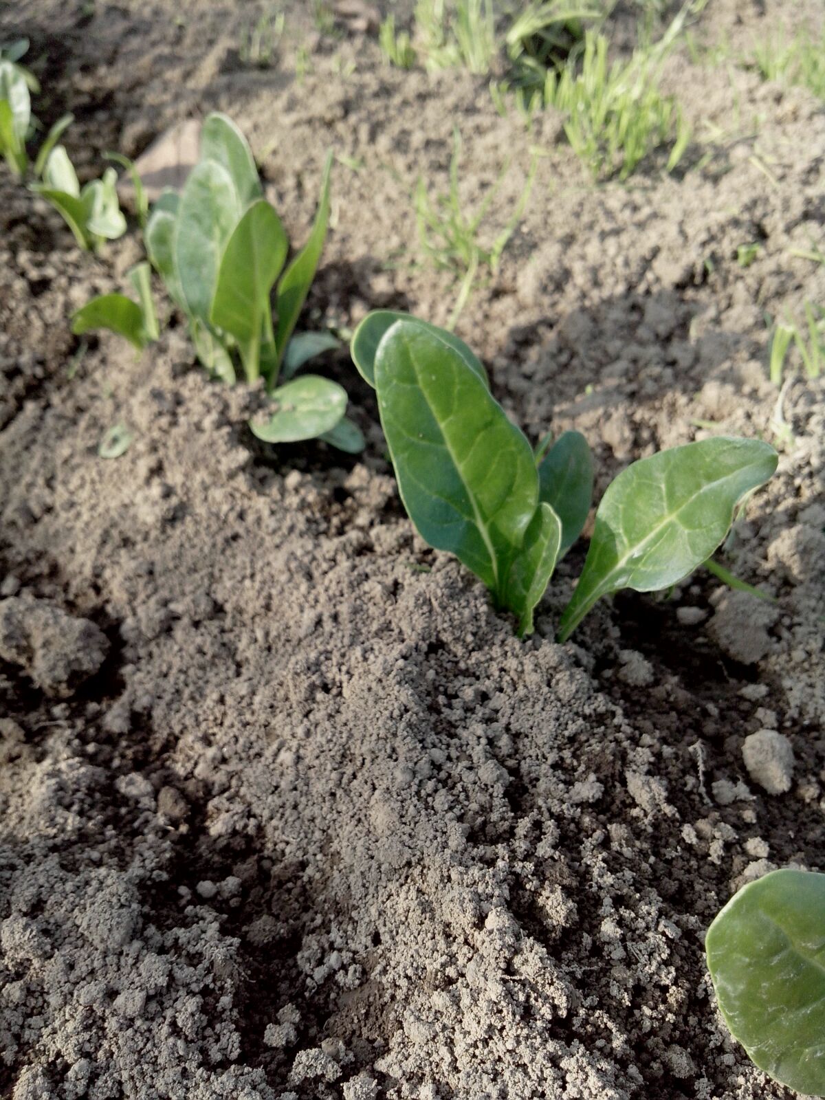BIETOLA VERDE LISCIA INVERNALE GR.100 - Foto 3