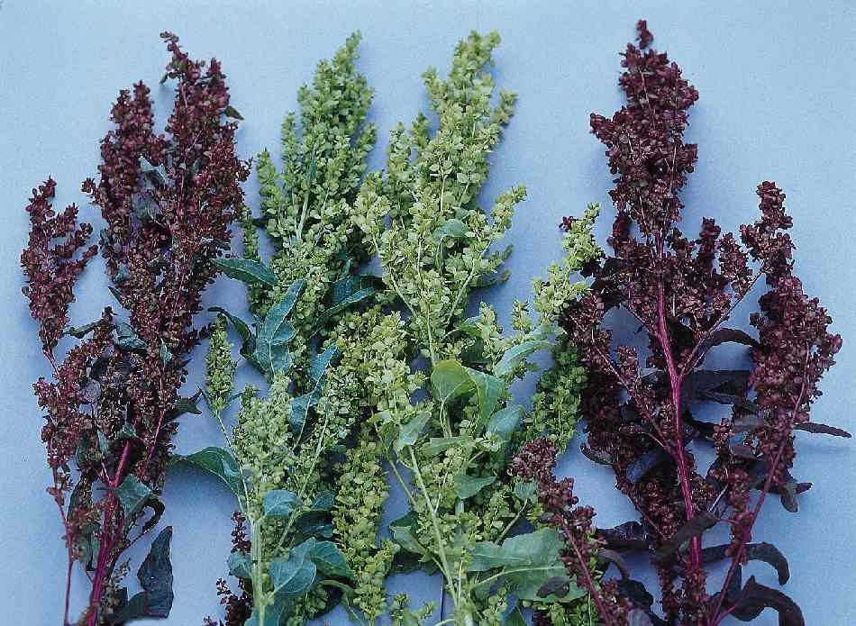 ATRIPLEX FOGLIE ROSSE GR.5 - Foto 3