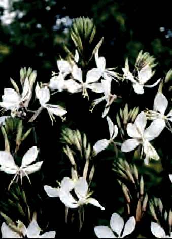 GAURA LINDHEIMERI BIANCO GR.10 - Foto 2