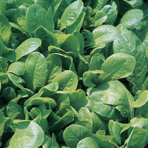 LATTUGA BIONDA A FOGLIA LISCIA NR.1000 SEMI