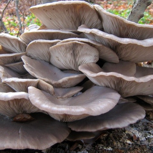 MICELIO PER FUNGHI PLEUROTUS GR.20