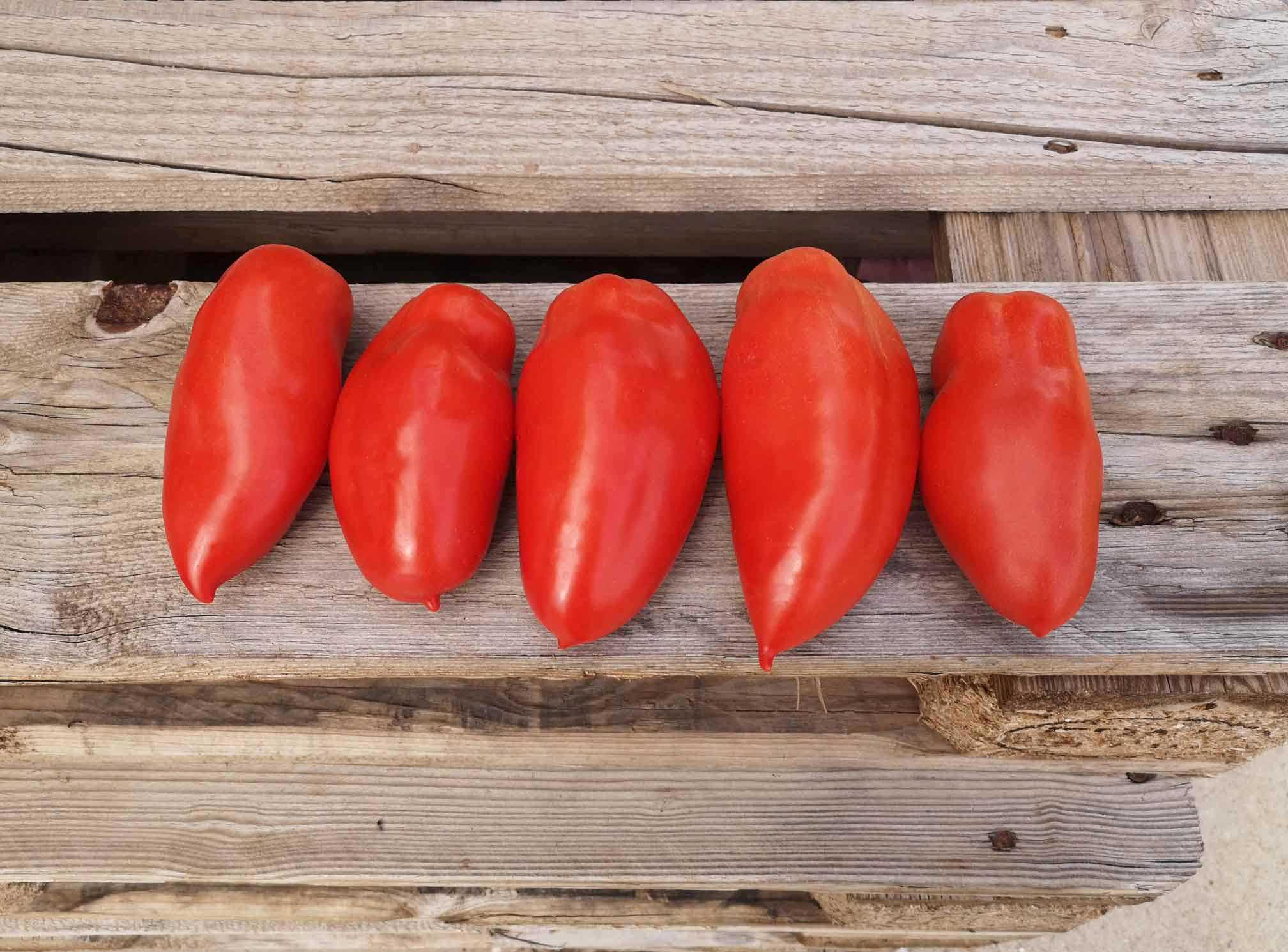 POMODORO SAMARCANDA NR.1000 SEMI