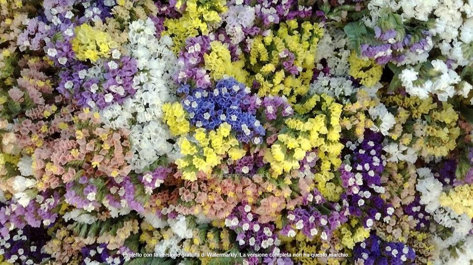 STATICE PACIFIC MISCUGLIO GR.50 - Foto 2