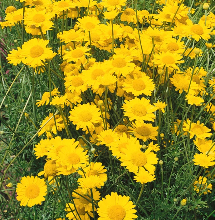 CAMOMILLA DEI TINTORI NR.300 SEMI - Foto 2