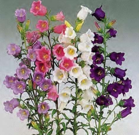 CAMPANULA MEDIUM MISCUGLIO GR.10 - Foto 2