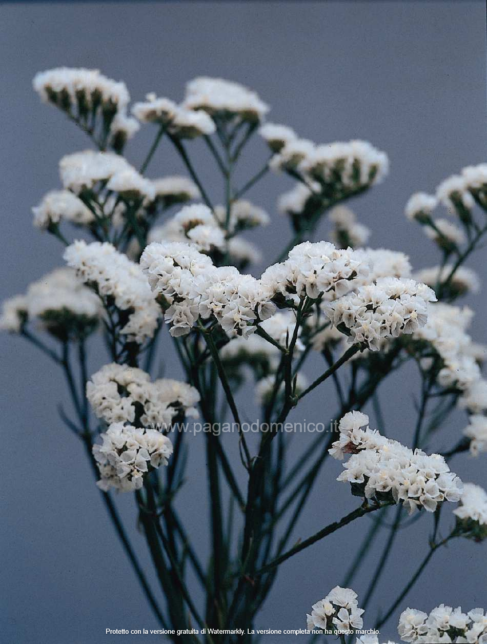 STATICE PACIFIC BIANCO PURO GR.10 - Foto 2