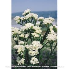 STATICE PACIFIC BIANCO PURO GR.10 - Foto 3