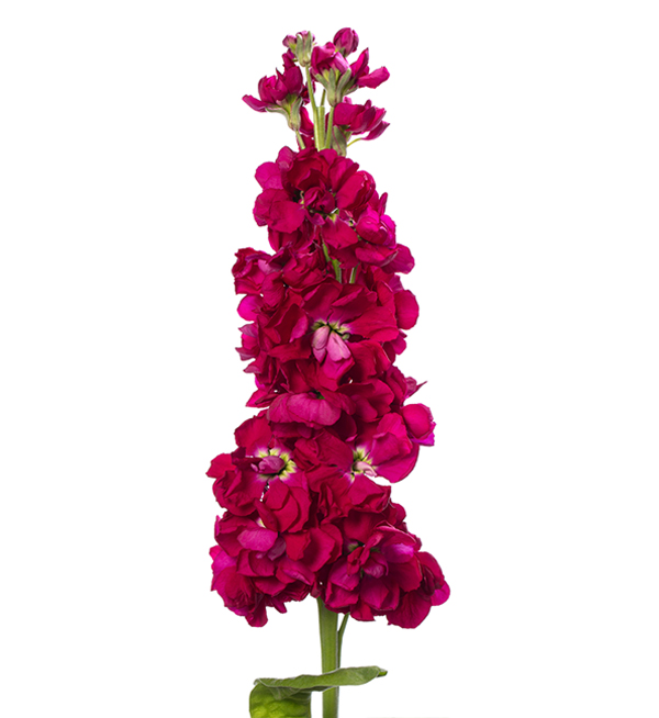 VIOLACCIOCCA ANYTIME ROSSO SCURO NR.1000 SEMI - Foto 2