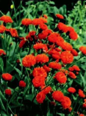 EMILIA COCCINEA ARANCIO GR.5 - Foto 2