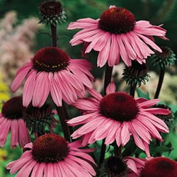 ECHINACEA BRAVADO NR.1000 SEMI - Foto 2