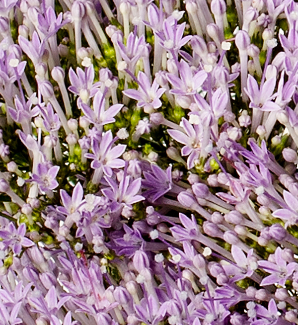 TRACHELIUM SUPREME PRECOCE BLU CHIARO NR.1000 SEMI - Foto 2