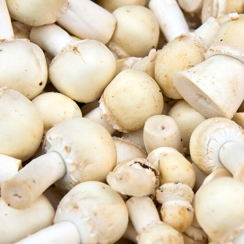 MICELIO PER FUNGHI CHAMPIGNON GR.20