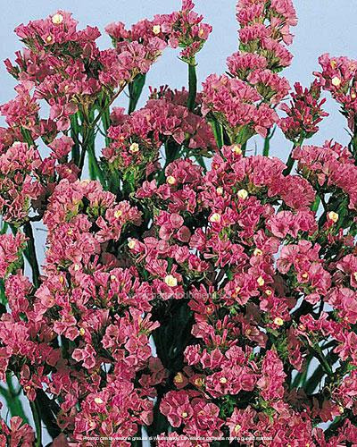 STATICE PACIFIC ROSA GR.10 - Foto 3