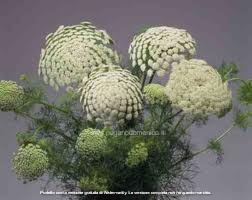 AMMI VERDE PASTELLO 1000 SEMI - Foto 4