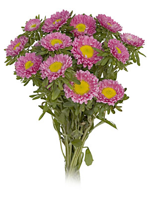 ASTER SOL LEVANTE ROSA GR.10 - Foto 3