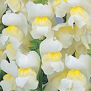 BOCCA DI LEONE / ANTIRRHINUM F1 MARYLAND WHITE YELLOW BICOLOR NR.1000 SEMI - Foto 2