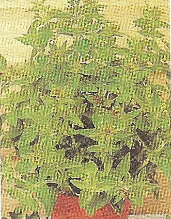 ORIGANO GR.10 - Foto 2