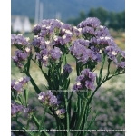 STATICE PACIFIC BLU CHIARO GR.25 - Foto 3