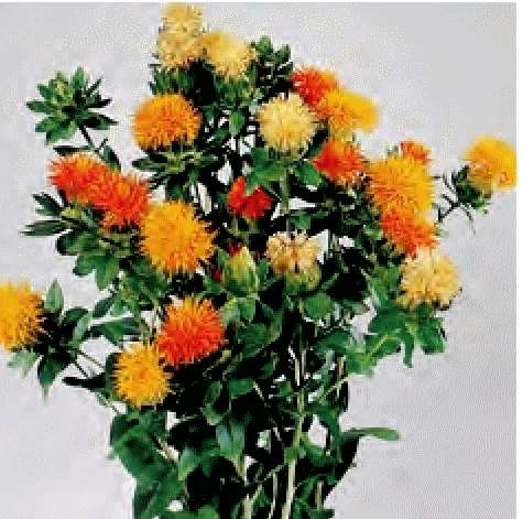 CARTHAMUS TINCTORIUS ARANCIO GR.50 - Foto 2