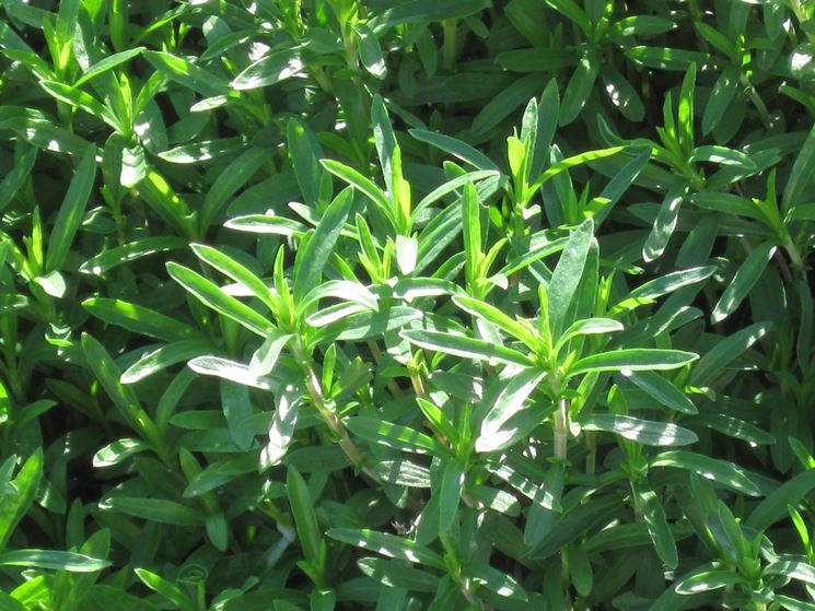 SANTOREGGIA GR.25 - Foto 4