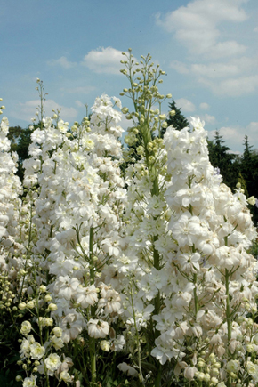 DELPHINIUM SUPREMO BIANCO GR.10 - Foto 2