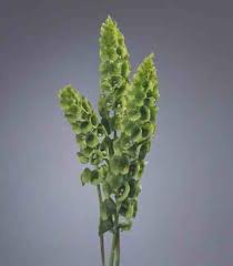 MOLUCELLA LAEVIS GR.25 - Foto 3