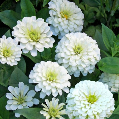 ZINNIA A FIOR DI DAHLIA BIANCO NR.100 SEMI