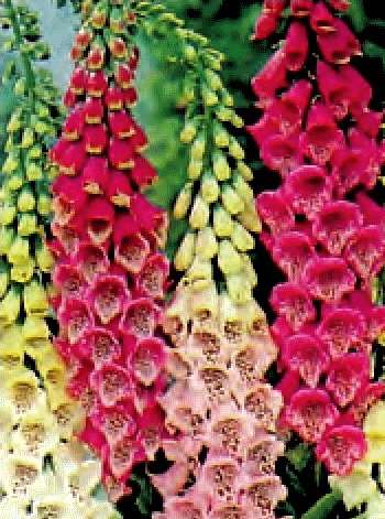 DIGITALE MISCUGLIO GR.25 - Foto 2