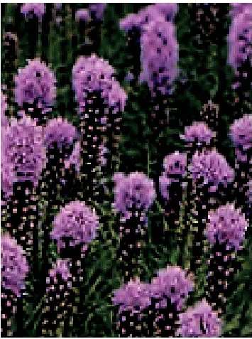 LYATRIS SPICATA NR.20 SEMI - Foto 2