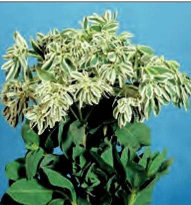 EUPHORBIA VARIEGATA KILIMANJARO GR.25 - Foto 2