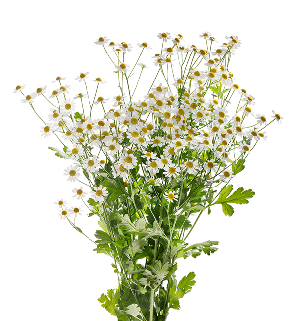 TANACETO CAMPAGNE NR.1000 SEMI - Foto 2