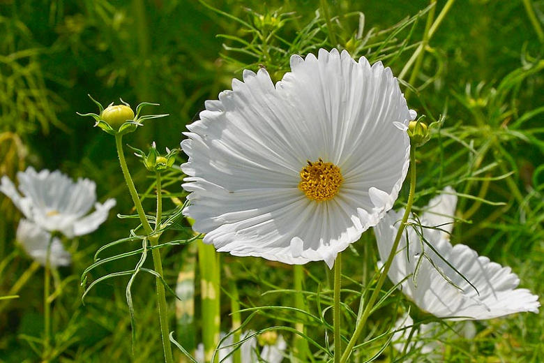 COSMEA CUPCAKES BIANCO NR.25 SEMI - Foto 2